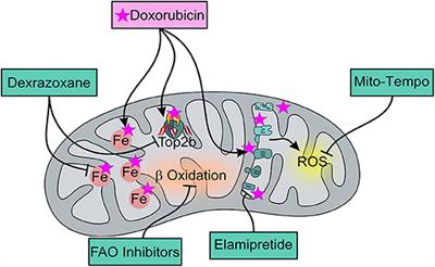 Mechanisms of Anthracycline-Induced Cardiotoxicity: Is Mitochondrial Dysfunction the Answer?